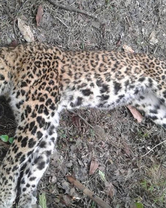 खोला किनारमा चितुवा मृत फेला