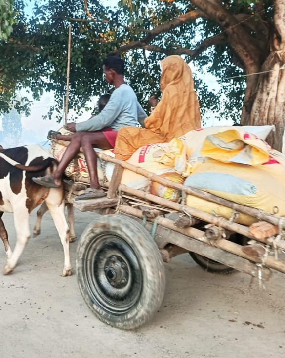 कृषि उत्पादन ओसार्न अझै पनि बैलगाडाकै भर
