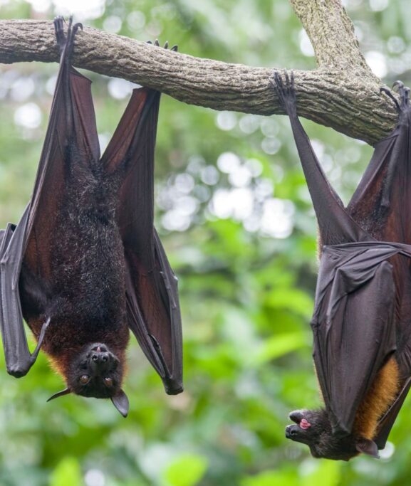 निपाह भाइरसको सङ्क्रमण फैलिन नदिन पश्चिमी नाकामा निगरानी