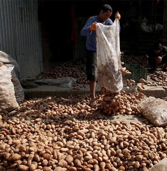 बाली लगाउने बेला सधैं बीउकै चिन्ता