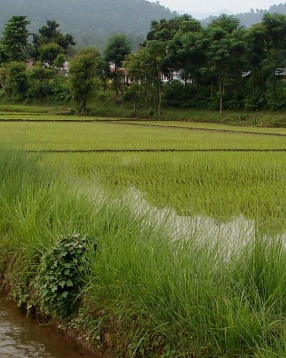 चार सय १७ हेक्टर बढी क्षेत्रफलमा सिँचाइ सुविधा विस्तार