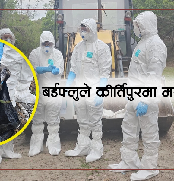 बर्डफ्लुले कीर्तिपुरमा मरे दर्जनौं काग