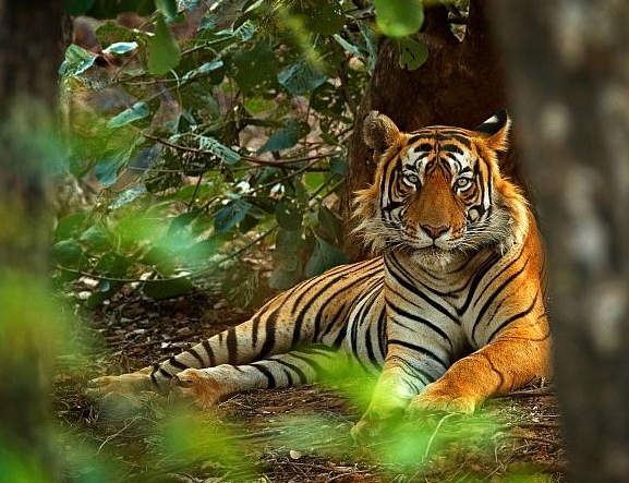 शुक्लाफाँटामा बाघ गणना सुरु