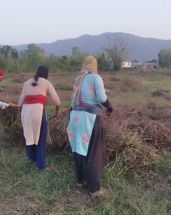 बर्सिम घाँसको बीउबाट दुई लाख आम्दानी