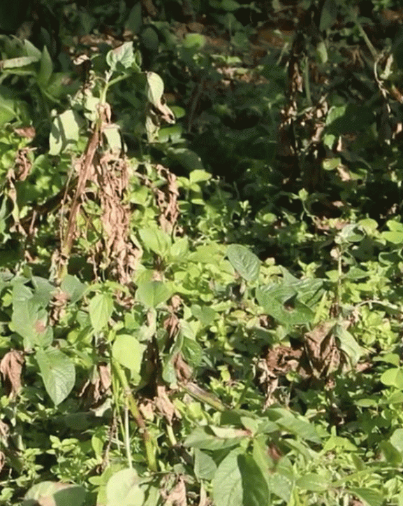 भोजपुरमा हिउँदे आलुमा डढुवाको संक्रमण