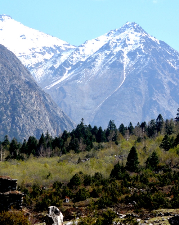 डोल्पामा जडीबुटीसहित चार जना पक्राउ