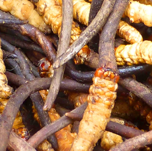 मुस्ताङमा यार्सा सङ्कलन सुरु