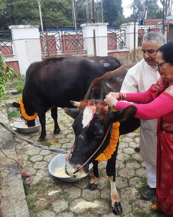 राष्ट्रपति पौडेलबाट गाई पूजा