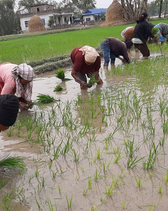 कोशीमा १४ प्रतिशत धान रोपाइँ