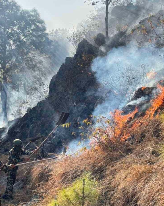 पाल्पा डढेलोः चार सामुदायिक वनमा क्षति