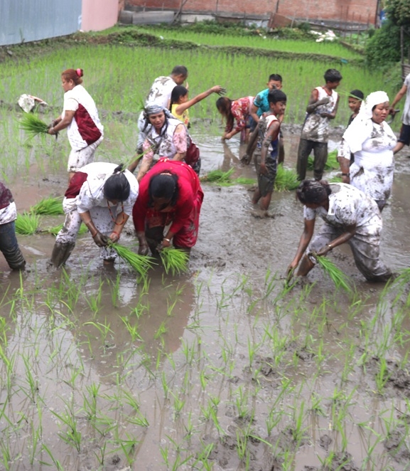 धान उत्पादन : चर्चा धेरै, काम कम