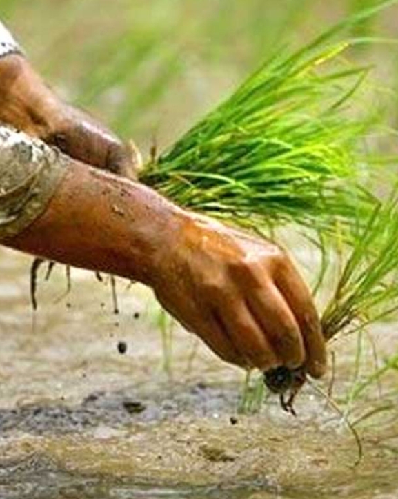 कर्णाली प्रदेशमा ९६ प्रतिशत धान रोपाइँ