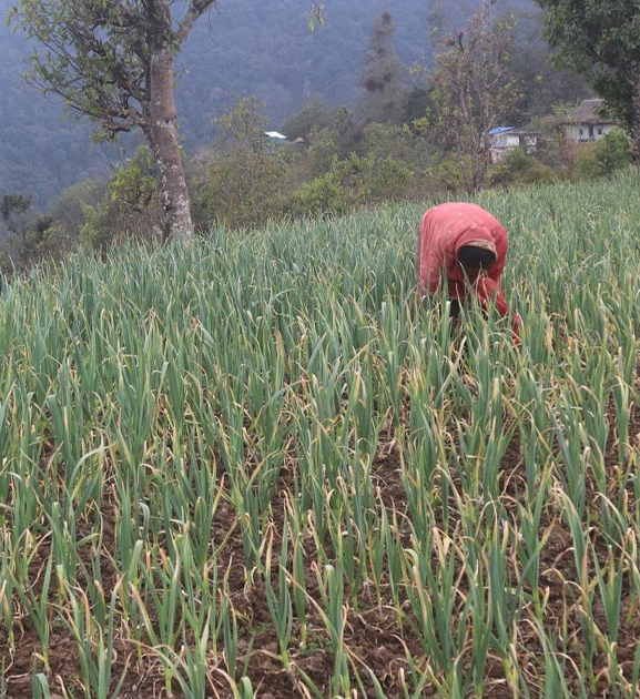 सडक पहुँचसँगै लसुनखेतीमा आकर्षित