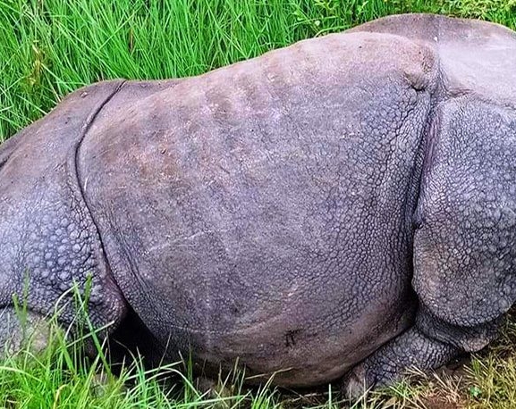 एक वर्षमा २२ गैँडा मरे