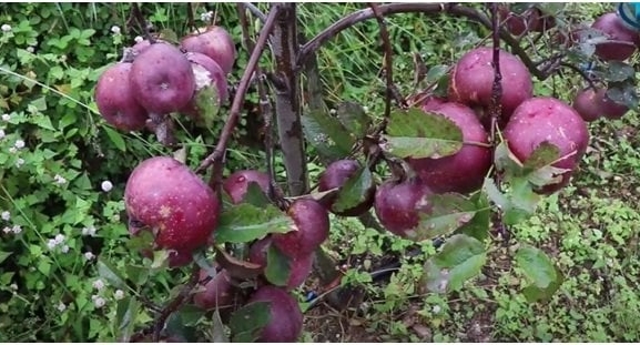 सडक अभावले गोरखामा कुहिँदै करोडौँको स्याउ, बजार ल्याइदिन सरकारसँग माग