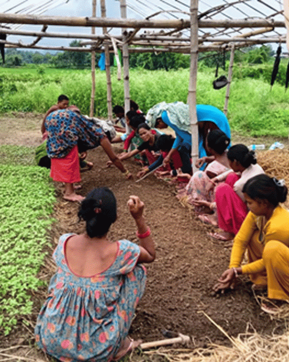 सामूहिक खेतीबाट मनग्य आम्दानी गर्दै महिला