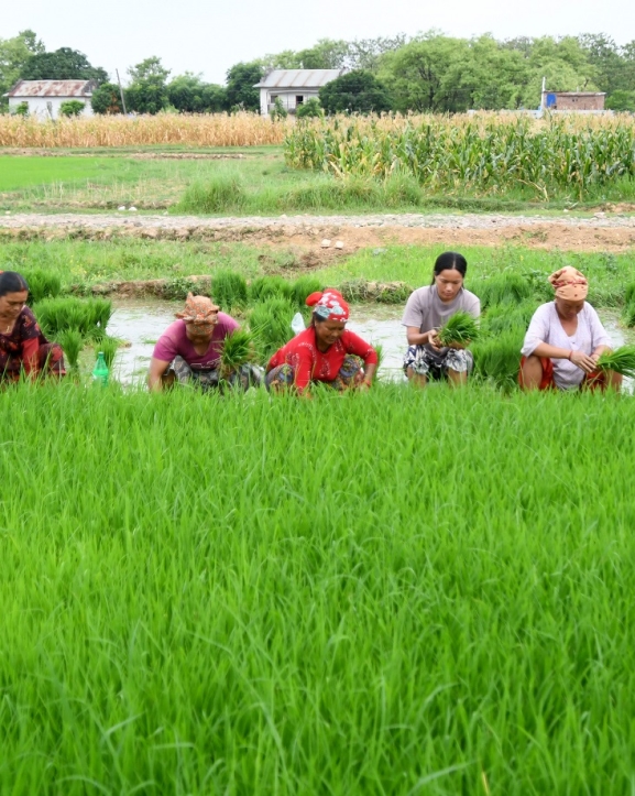 धानखेत घट्दा बढ्न सकेन उत्पादन