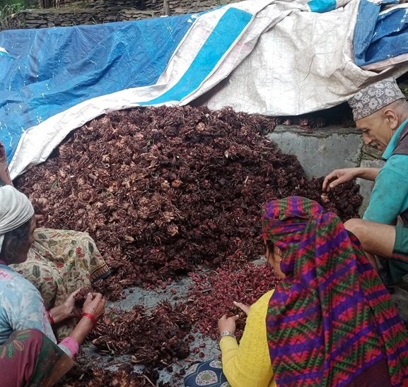 अलैँची उत्पादनमा वृद्धि, एकै वर्षमा छ करोडको कारोबार