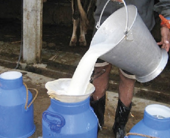 किसानको गुनासो : वर्षातले धानवाली बगायो, दूध बिक्री भएन