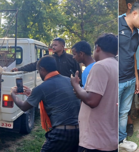 बर्दियामा बाघको संख्या तेब्बर : मानव–बाघ द्वन्द्व चुलियो 