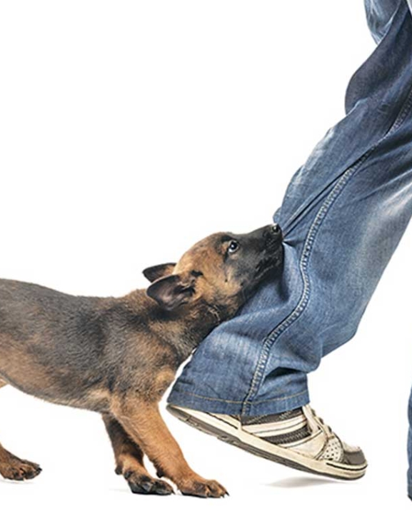 शुक्लाफाँटाको बन्साहमामा बहुलाहा कुकुरको आतंक