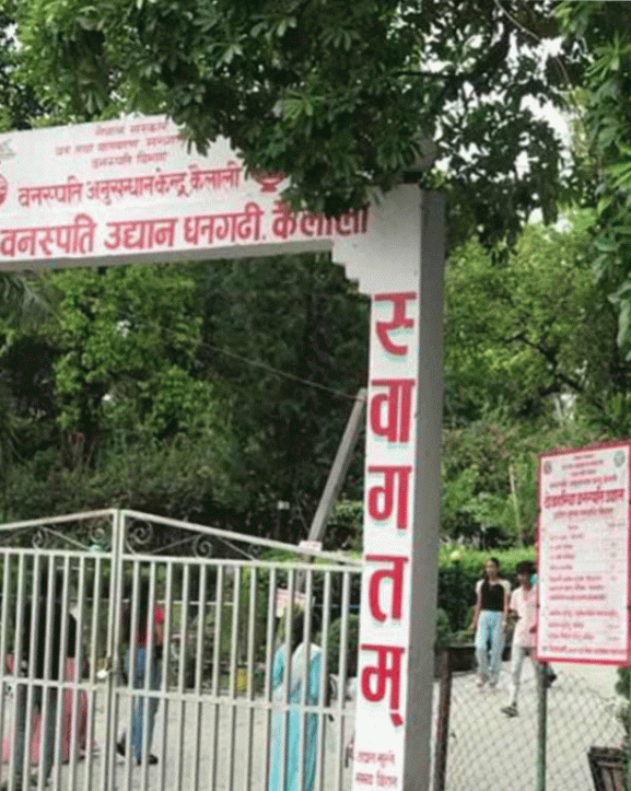 जडीबुटी खेती विस्तार गर्न नि:शुल्क बिरुवा वितरण