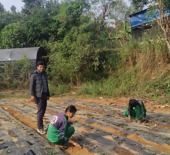 विद्यार्थीलाई आयआर्जनसँग जोड्न स्ट्रबेरी खेती