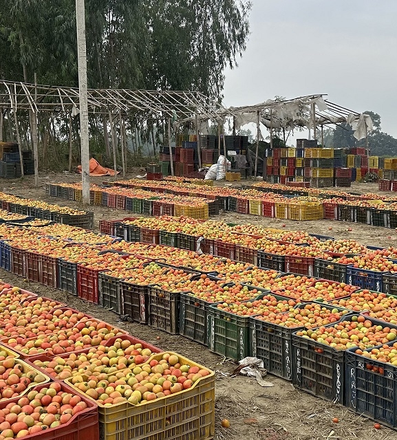 स्टार्टअप उद्यम कर्जाको प्राथमिकतामा कृषि क्षेत्र, सर्टलिस्टमा १३ सय १४ परियोजना छनोट