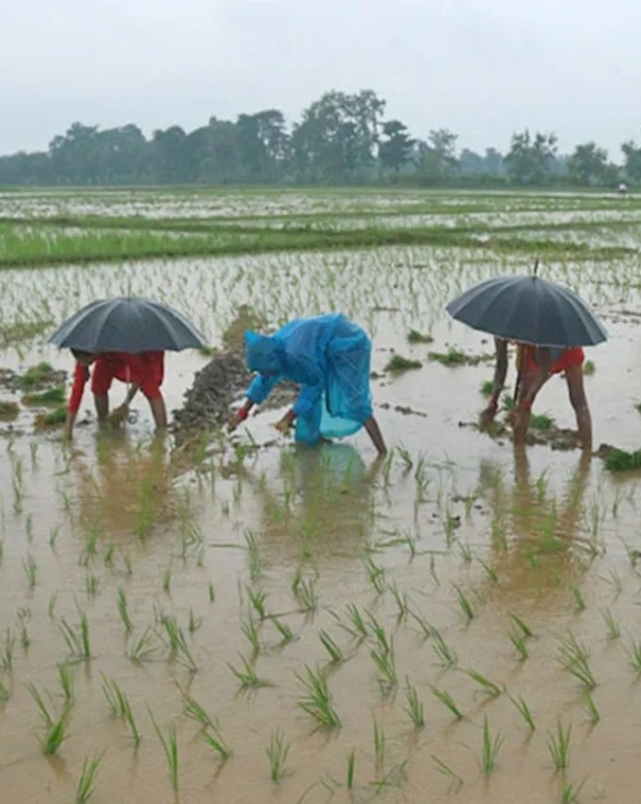 पर्सामा ६० प्रतिशत रोपाइँ