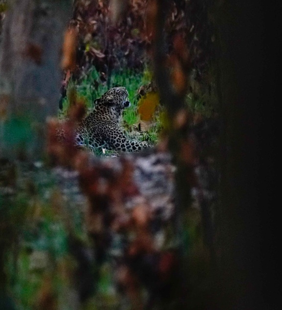 बर्दियामा चितुवा आतंक, स्थानीय त्रसित