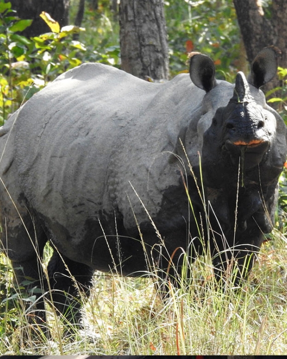 गैँडाको आक्रमणबाट चितवनमा एक जनाको मृत्यु