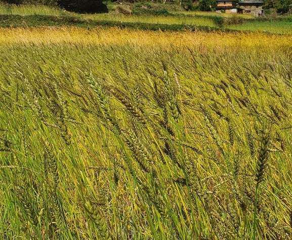 प्रविधि विस्तारबाट गहुँको उत्पादन बढाइने