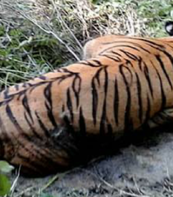 बर्दियामा पाटेबाघ मृत अवस्थामा फेला