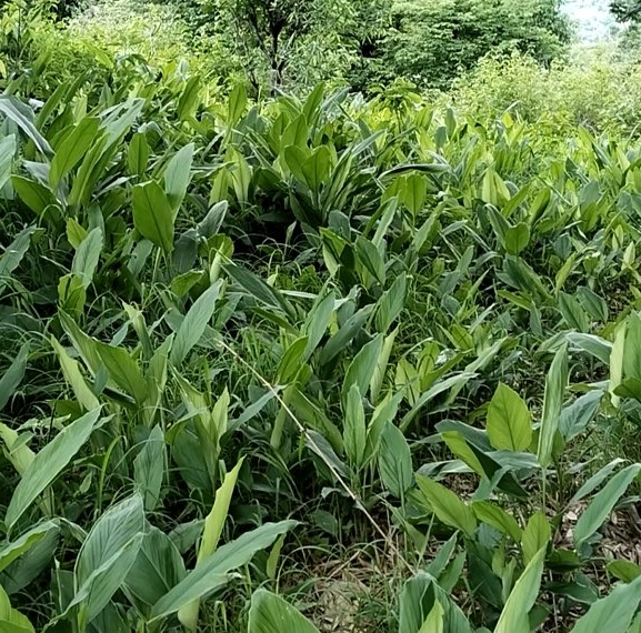 बाँदरको दुःखले बेसार खेती