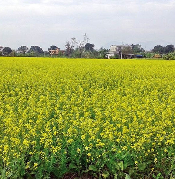 दाङमा तोरीको उत्पादन बढ्दै