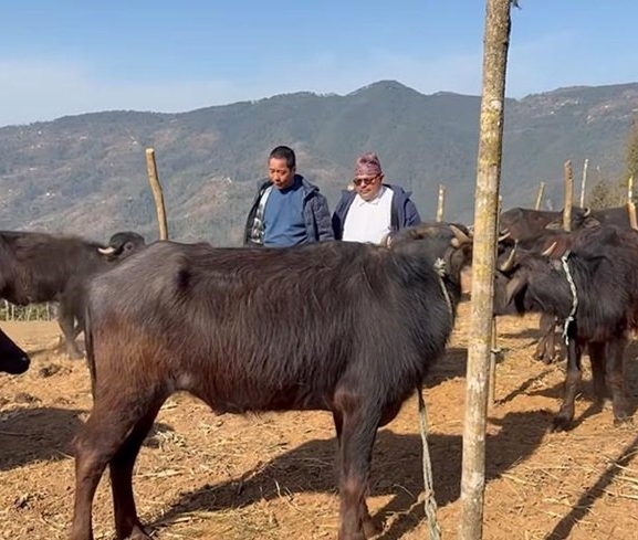 स्वरोजगार बनाउन चार सय राँगा वितरण गरिँदै