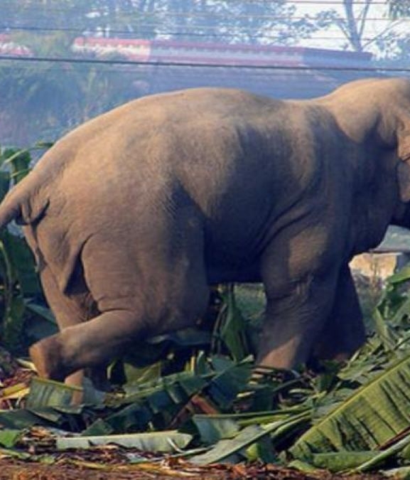 ‘मर्निङ वाक’मा हात्तीसँग जम्काभेट भएपछि ...