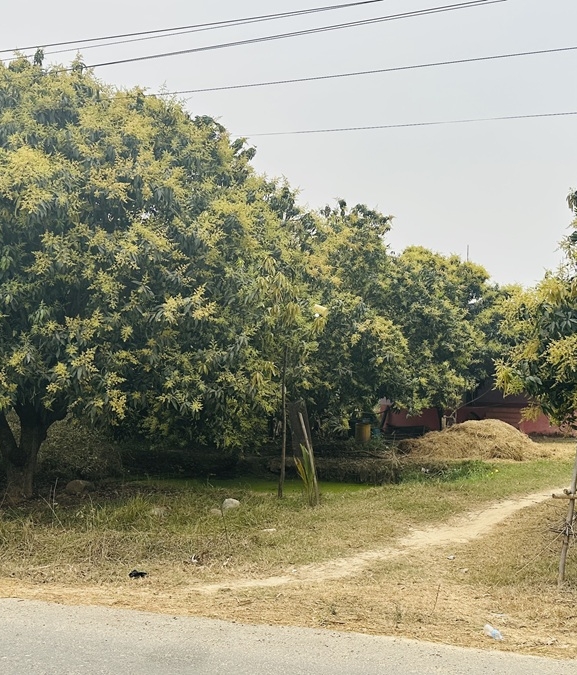 यसवर्ष आँपमा राम्रो मञ्जरी, उत्पादन बढ्ने अपेक्षा