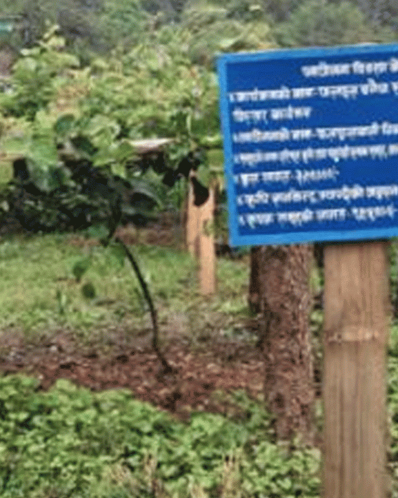 मसाला बाली खेती गर्ने किसानलाई अनुदान