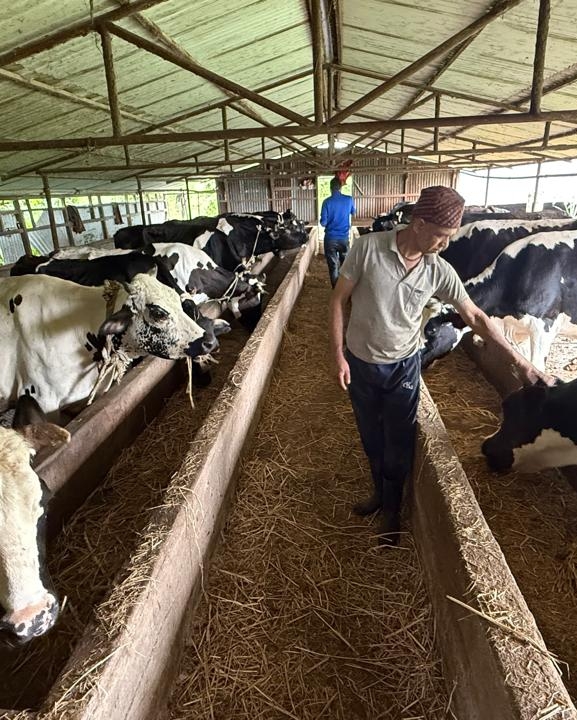 गाईपालनबाट मासिक ३ लाख ५० हजार आम्दानी