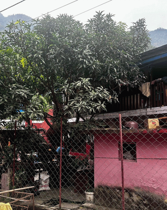 तारा खेतमा थकाली ‘होमस्टे’