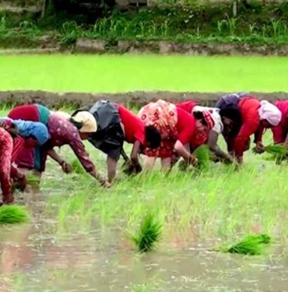 पचास प्रतिशत रोपाइँ मनसुनी वर्षाकै भरमा