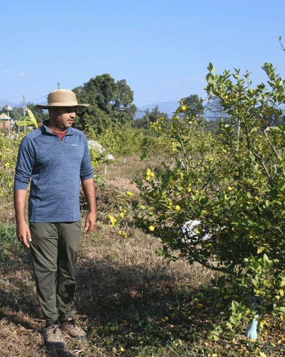 व्यावसायिक कागती खेतीमा व्यस्त सिभिल इन्जिनियर लोहनी