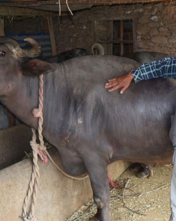 देशभर कृषि तथा पशुपालनमा क्षतिको विवरण संकलन गरिँदै