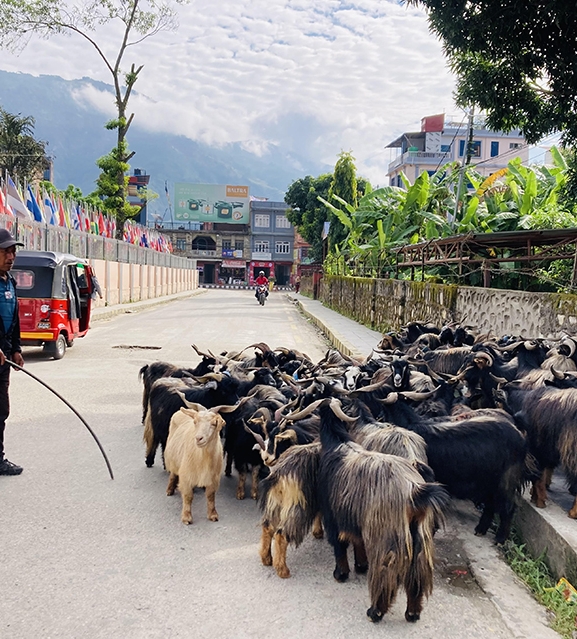 भाउ सस्तिएपछि च्याङ्ग्राको व्यापार बढ्यो