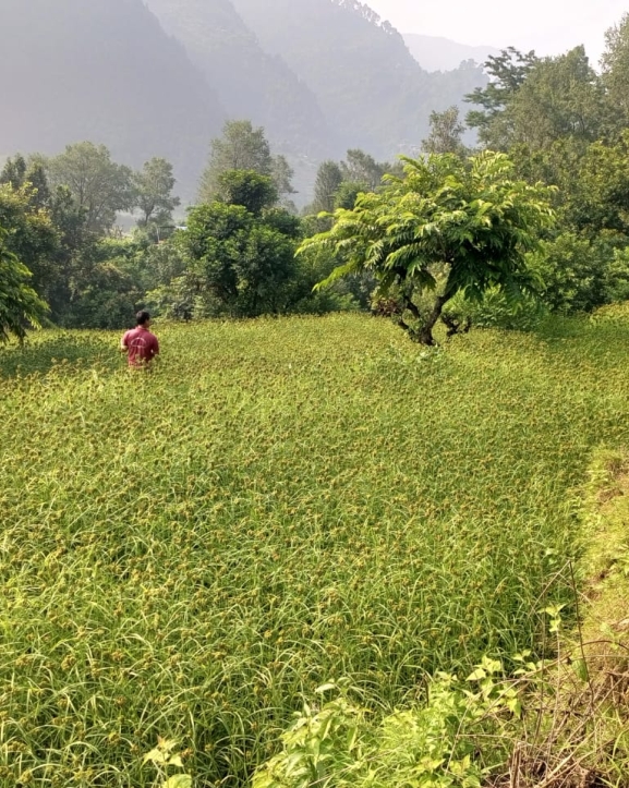 भीमफेदीले ल्यायो कोदोखेती प्रवर्द्धन कार्यक्रम