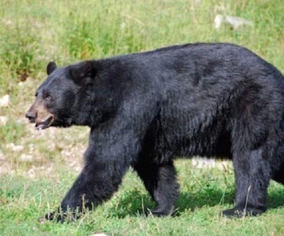 फुङलिङमा भालु नियन्त्रणमा लिन फलामको खोर राखियो, सतर्कता अपनाउन आग्रह