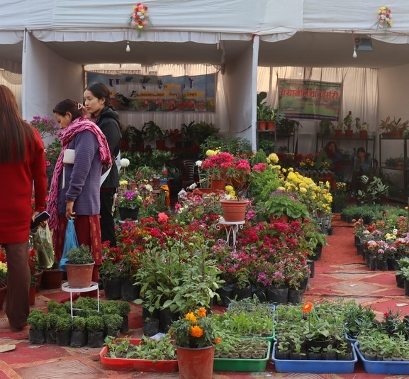 सौखका लागि रोपेको फूल बन्यो आम्दानीको स्रोत