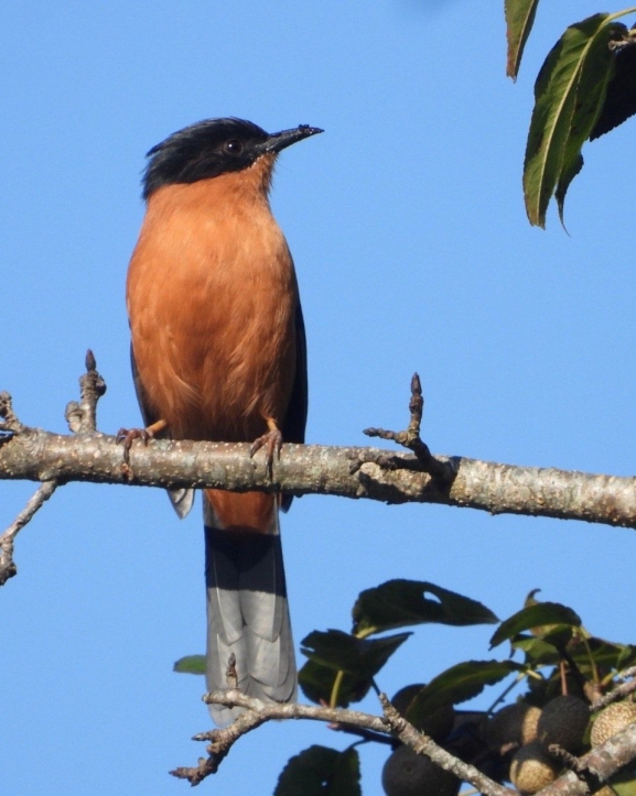 गुल्मीमा चरा प्रजातिको सङ्ख्या ३५५ पुग्यो