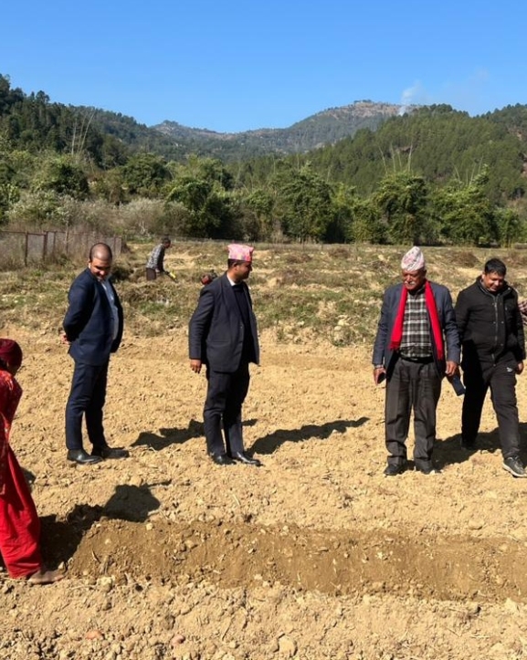 आलु खेतीमा जुट्यो छत्रदेव गाउँपालिका